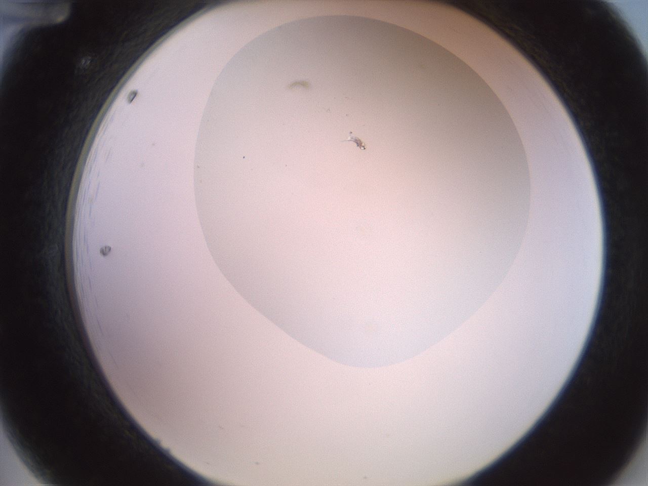 folderID402_plateID2402_batchID11611_wellNum12_profileID1_d2_r177786_ef.jpg