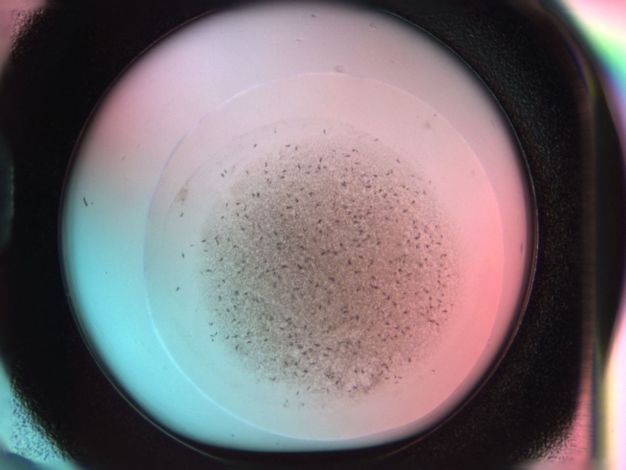 0381_D6_ImagerDefaults_6.jpg