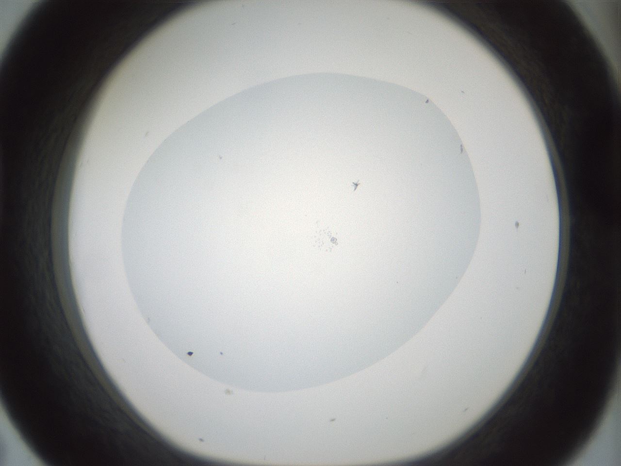 folderID407_plateID1407_batchID5149_wellNum43_profileID1_d1_r86076_ef.jpg