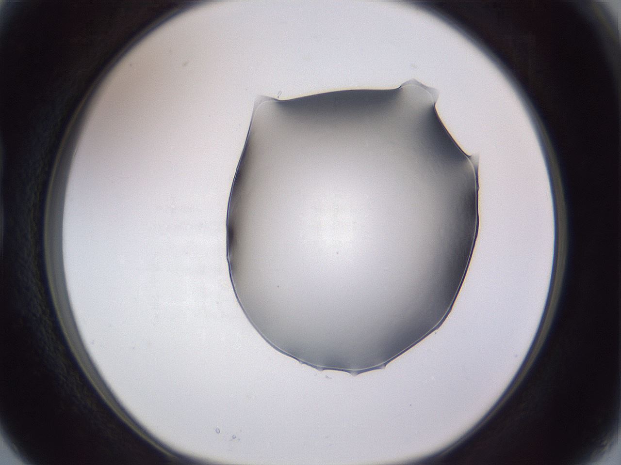 folderID407_plateID2407_batchID11616_wellNum15_profileID1_d1_r178751_ef.jpg