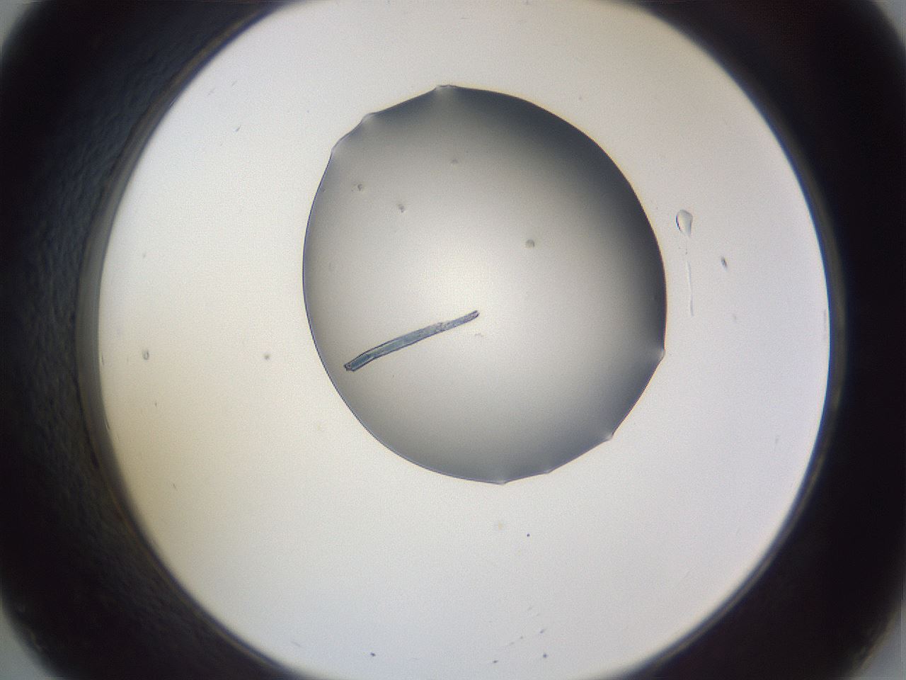 folderID407_plateID2407_batchID11616_wellNum20_profileID1_d2_r178762_ef.jpg