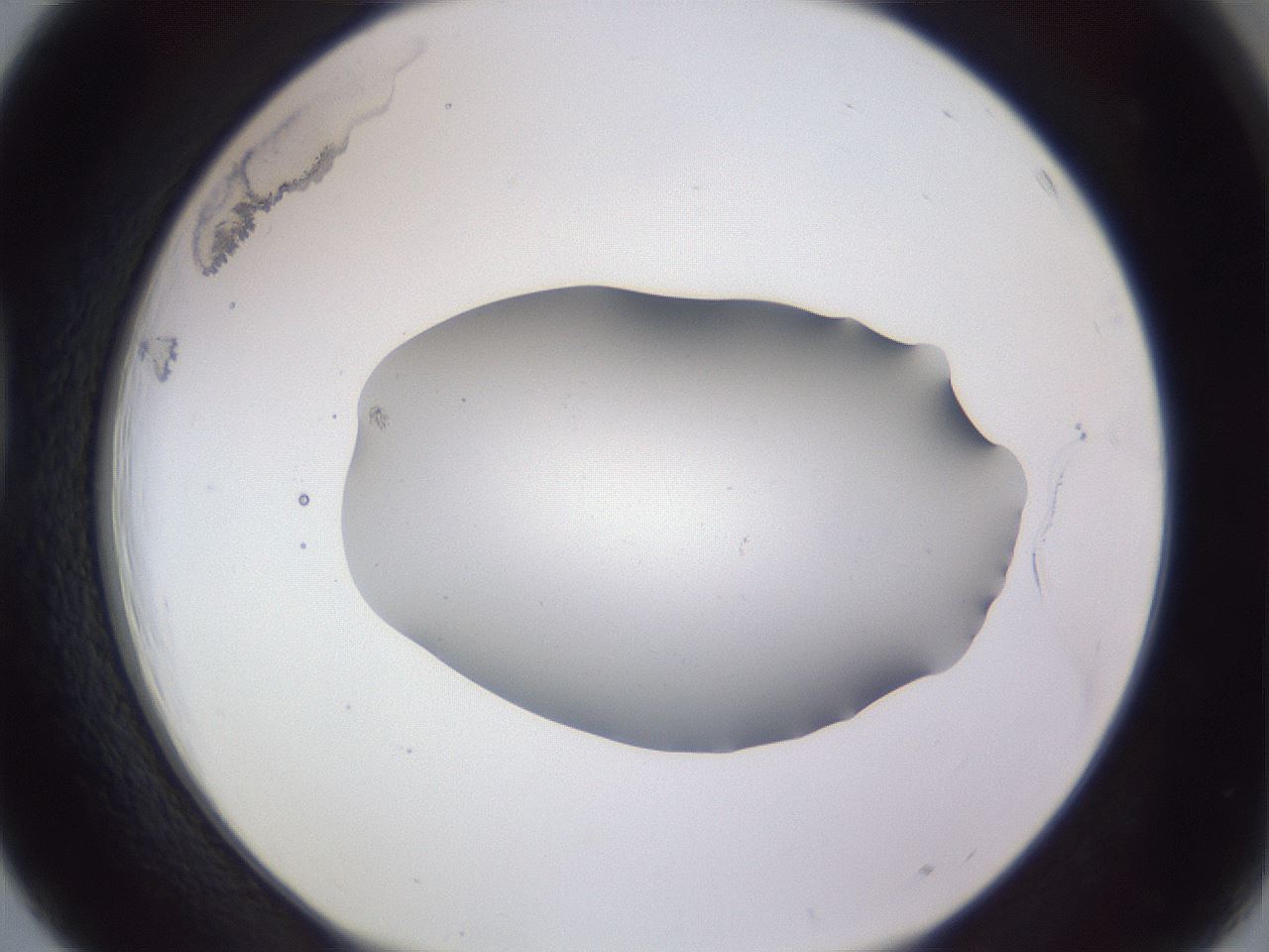 folderID407_plateID2407_batchID11616_wellNum39_profileID1_d1_r178799_ef.jpg