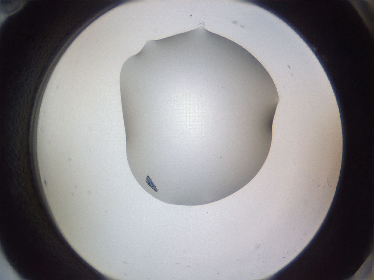 folderID407_plateID2407_batchID11616_wellNum94_profileID1_d2_r178910_ef.jpg