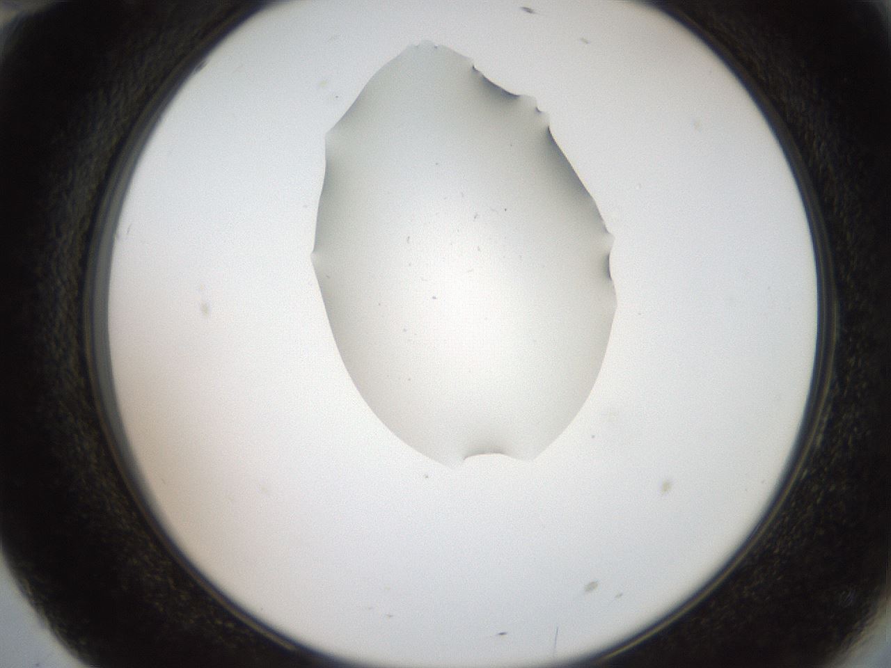 folderID408_plateID2408_batchID11615_wellNum70_profileID1_d2_r178670_ef.jpg