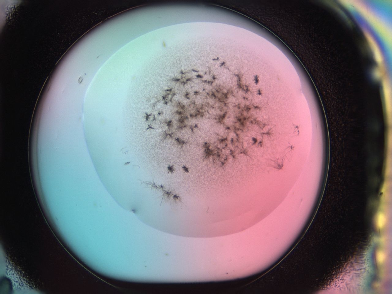 0381_H11_ImagerDefaults_6.jpg