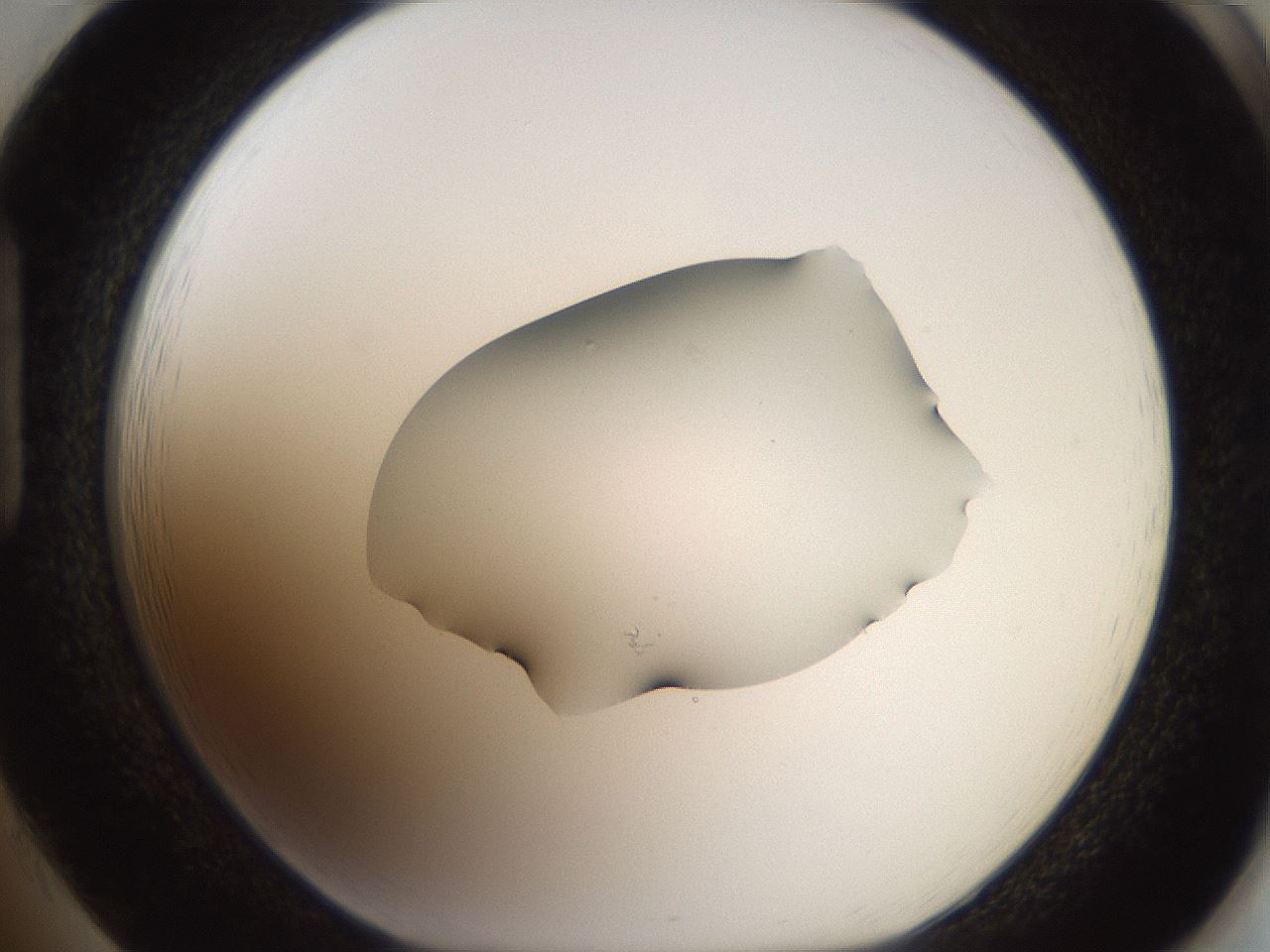 folderID408_plateID2408_batchID11615_wellNum85_profileID1_d1_r178699_ef.jpg
