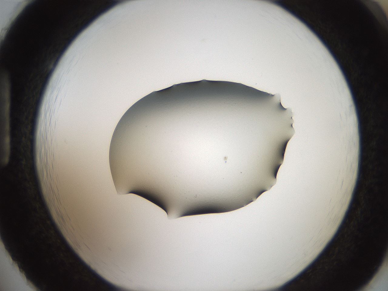 folderID408_plateID2408_batchID11615_wellNum86_profileID1_d1_r178701_ef.jpg