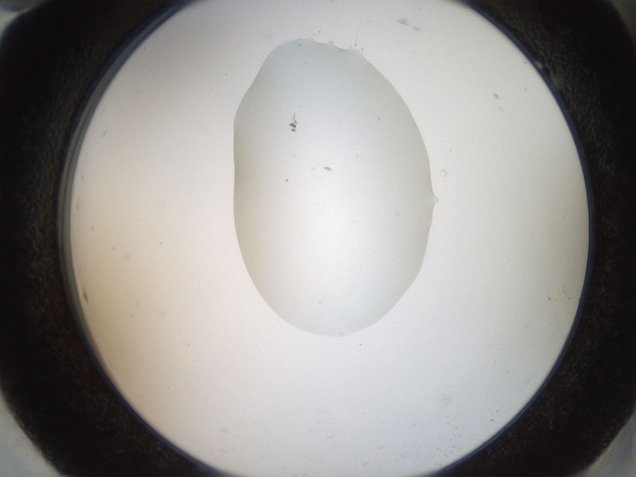 folderID408_plateID2408_batchID11615_wellNum94_profileID1_d2_r178718_ef.jpg