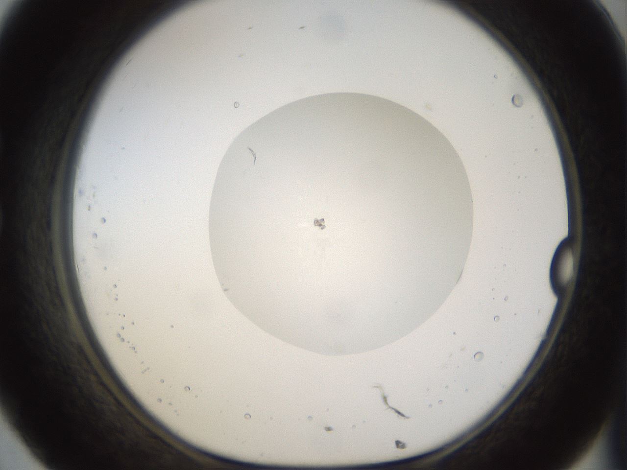 folderID40_plateID1040_batchID2096_wellNum32_profileID1_d1_r45638_ef.jpg