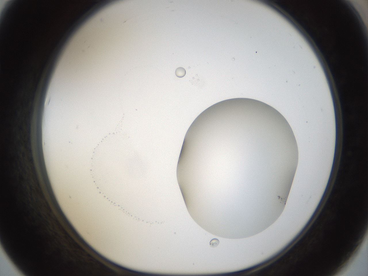 folderID40_plateID1040_batchID2096_wellNum67_profileID1_d1_r45708_ef.jpg
