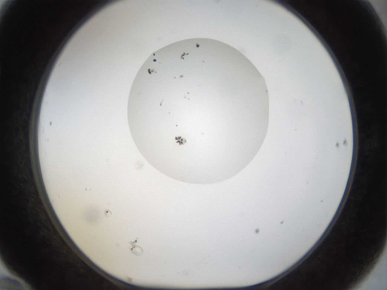 folderID40_plateID1040_batchID2096_wellNum70_profileID1_d1_r45714_ef.jpg