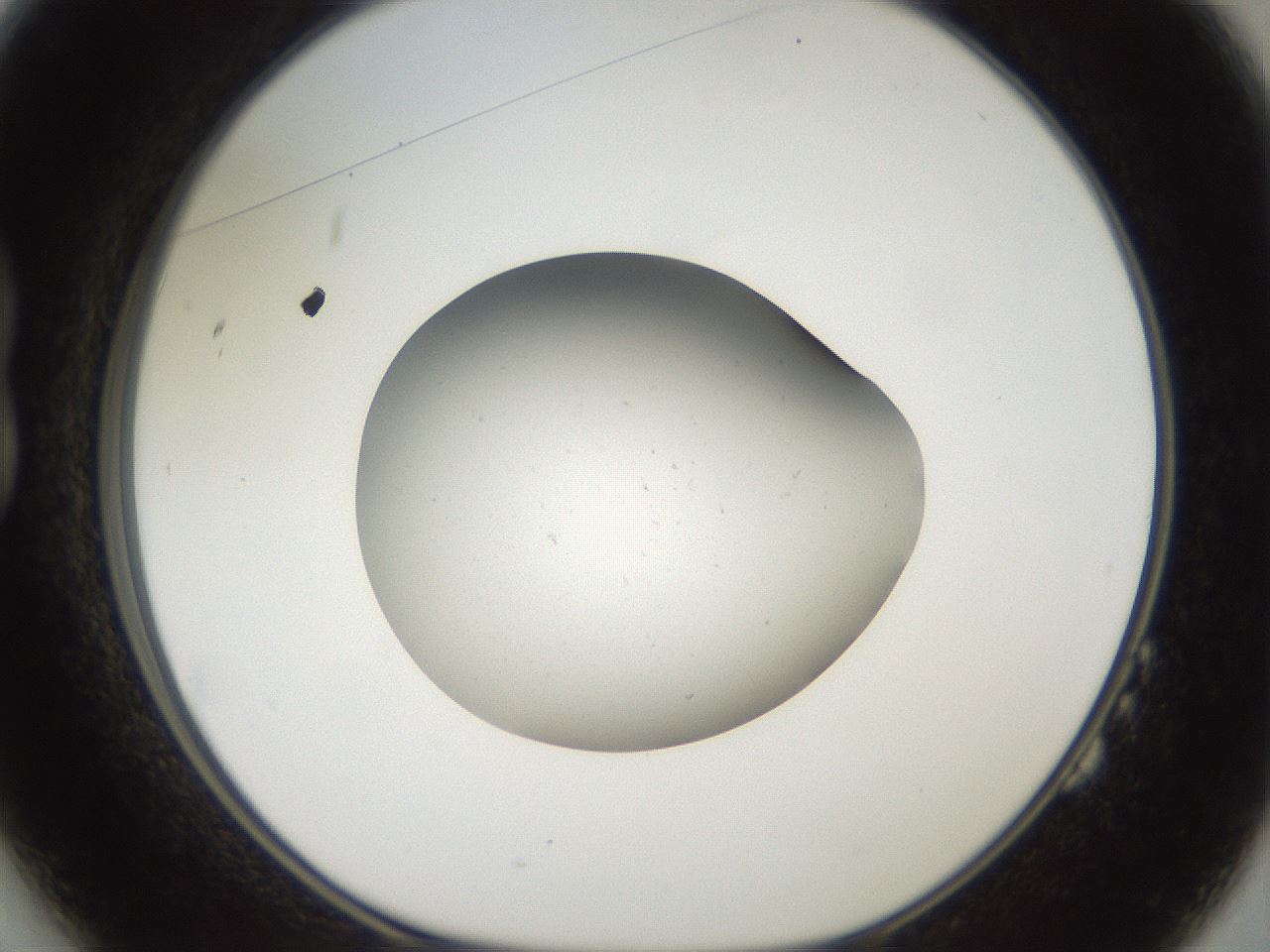 folderID40_plateID2040_batchID8993_wellNum14_profileID1_d1_r137489_ef.jpg