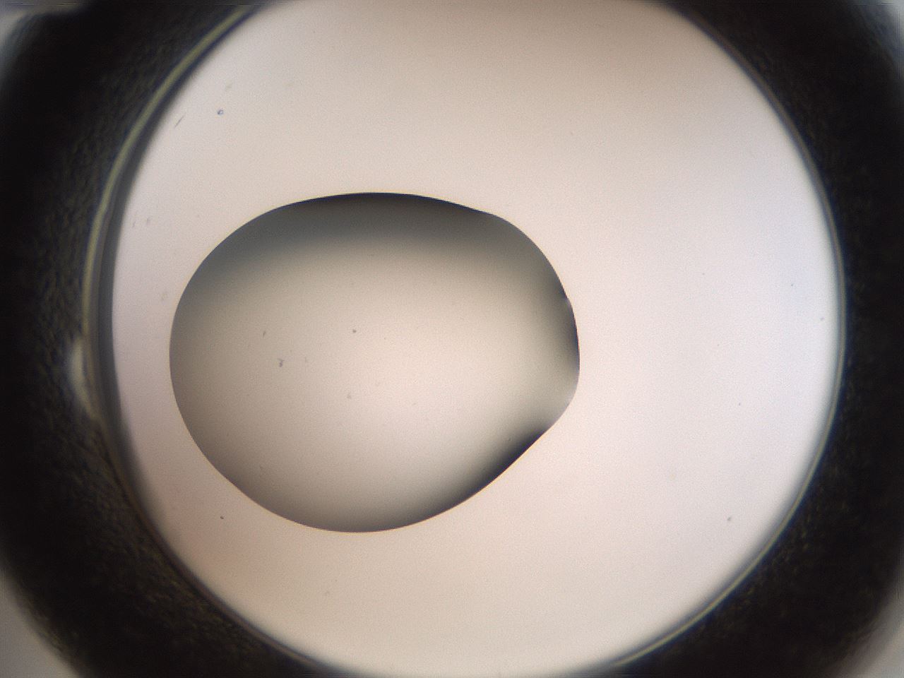 folderID40_plateID2040_batchID8993_wellNum24_profileID1_d2_r137510_ef.jpg