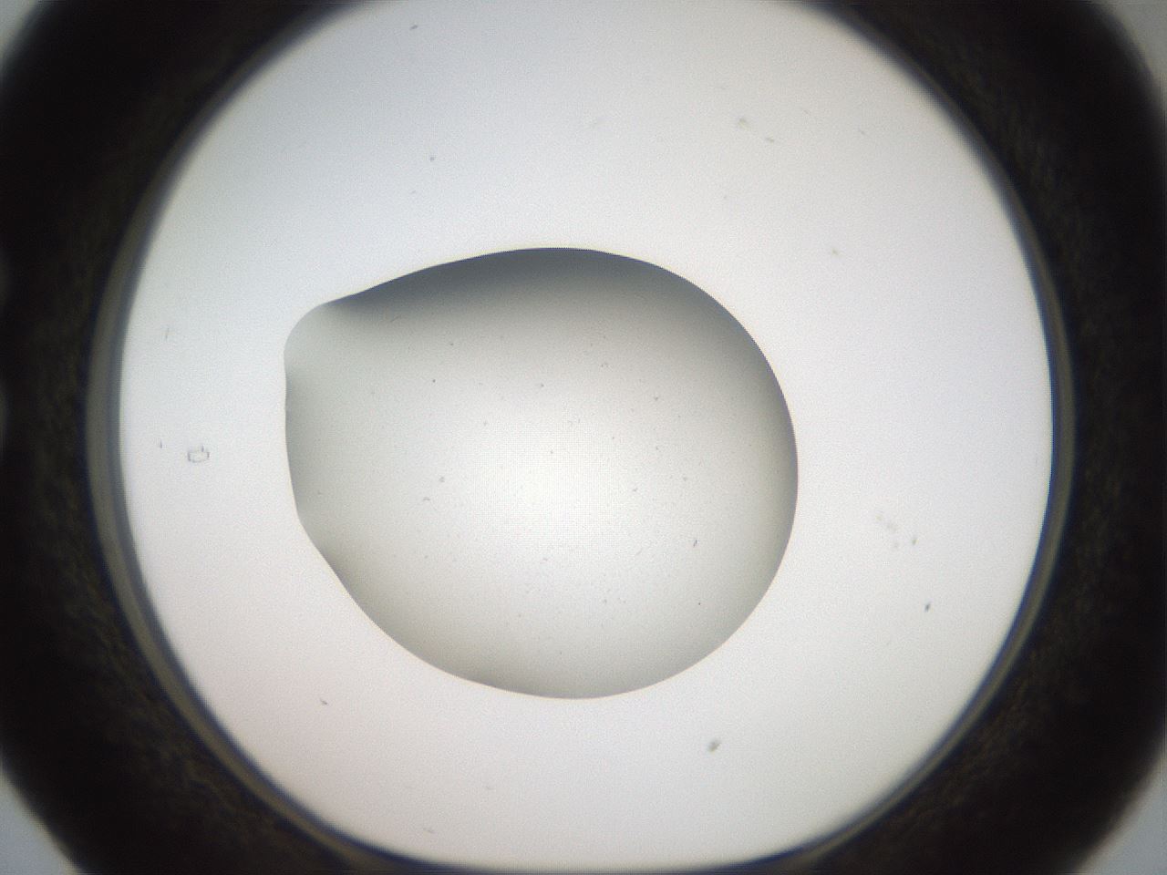 folderID40_plateID2040_batchID8993_wellNum29_profileID1_d1_r137519_ef.jpg