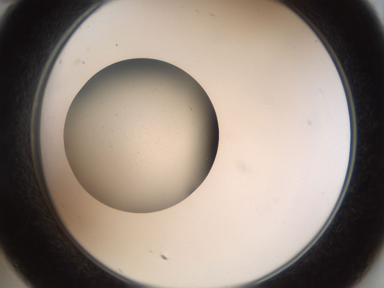 folderID40_plateID2040_batchID8993_wellNum35_profileID1_d2_r137532_ef.jpg