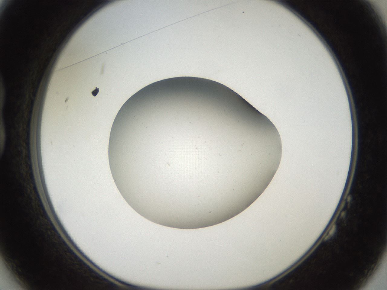folderID40_plateID2040_batchID9008_wellNum14_profileID1_d1_r137489_ef.jpg