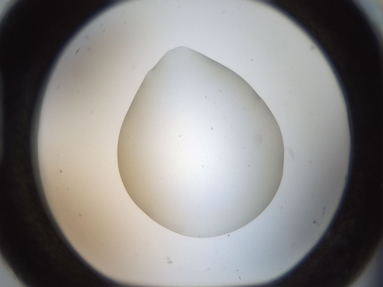 folderID40_plateID2040_batchID9008_wellNum92_profileID1_d1_r137645_ef.jpg