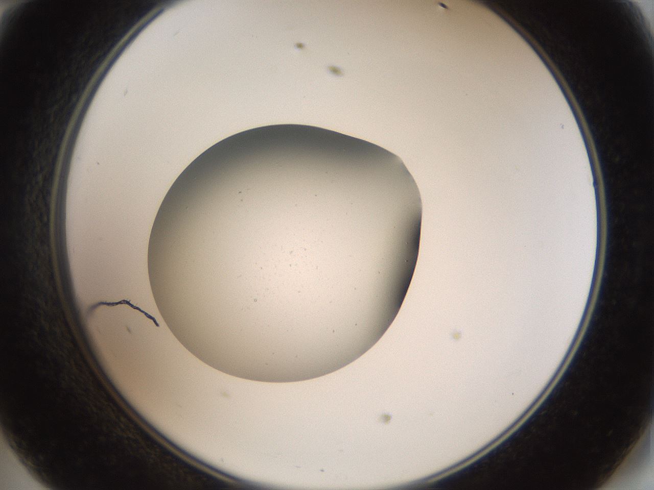 folderID40_plateID2040_batchID9008_wellNum47_profileID1_d2_r137556_ef.jpg