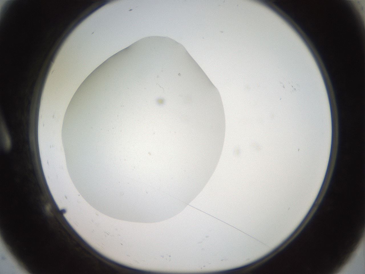folderID40_plateID2040_batchID9008_wellNum9_profileID1_d1_r137479_ef.jpg