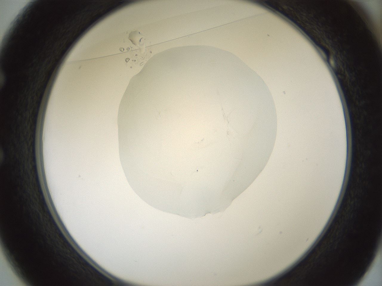 folderID414_plateID1414_batchID5189_wellNum49_profileID1_d1_r86754_ef.jpg