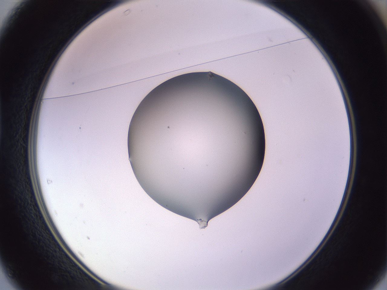 folderID416_plateID1416_batchID5191_wellNum37_profileID1_d1_r86838_ef.jpg