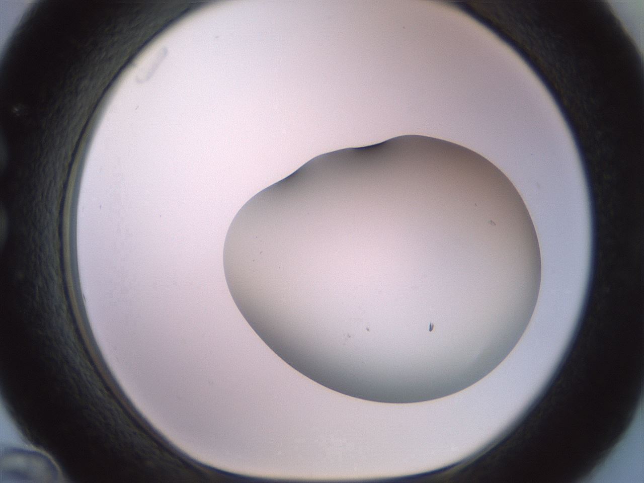 folderID416_plateID2416_batchID11658_wellNum36_profileID1_d1_r179203_ef.jpg