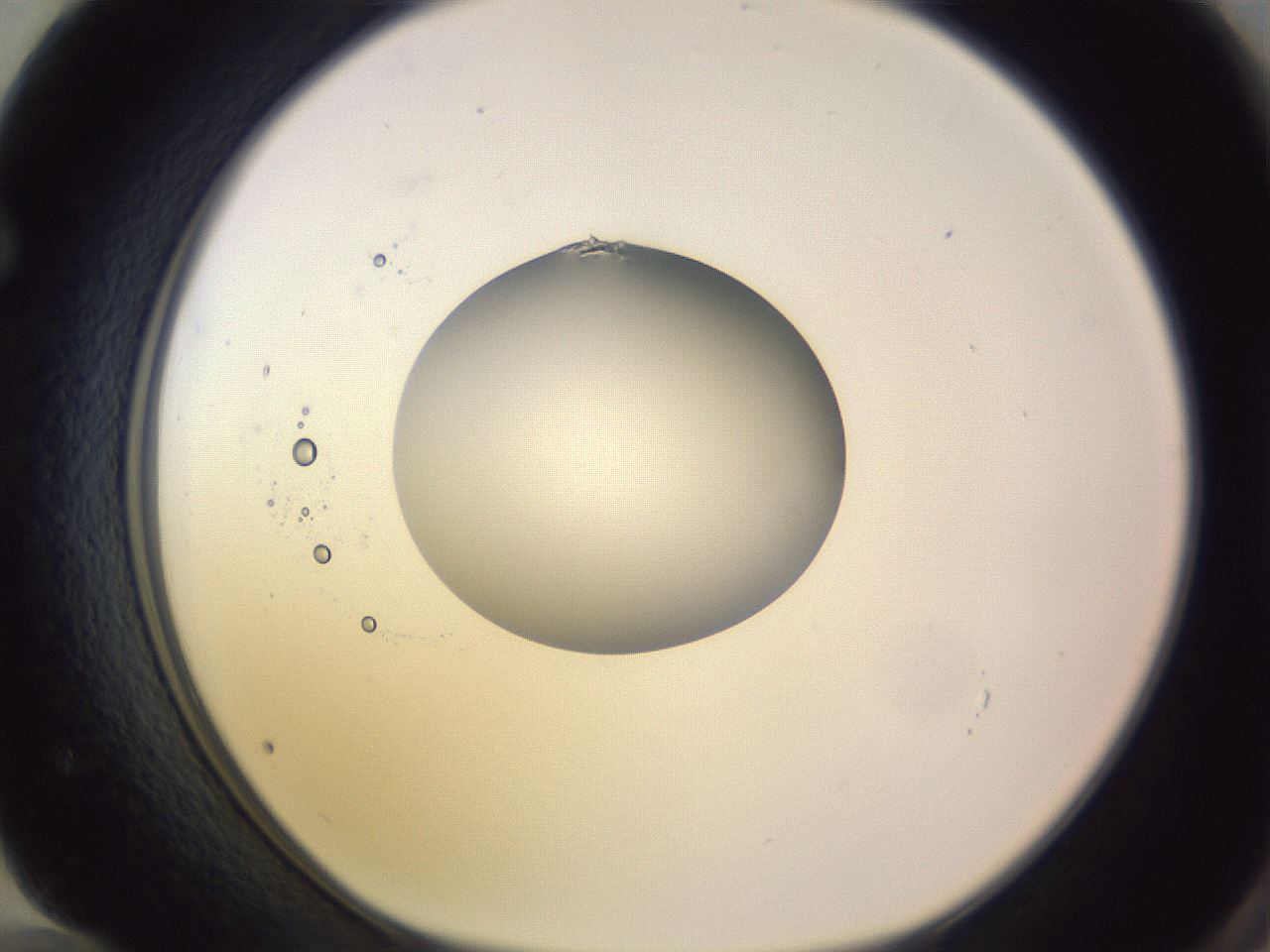 folderID416_plateID1416_batchID5191_wellNum72_profileID1_d1_r86873_ef.jpg