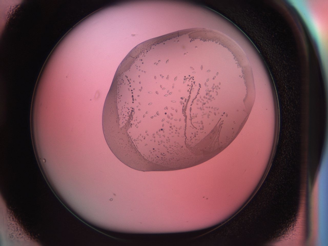 038g_D2_ImagerDefaults_9.jpg