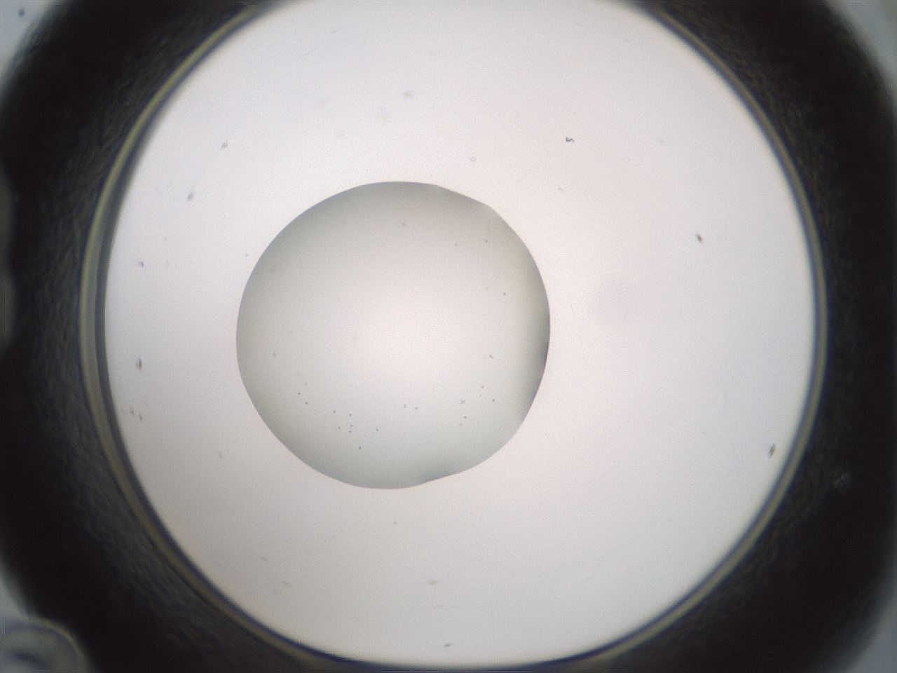 folderID418_plateID1418_batchID5195_wellNum24_profileID1_d1_r87209_ef.jpg