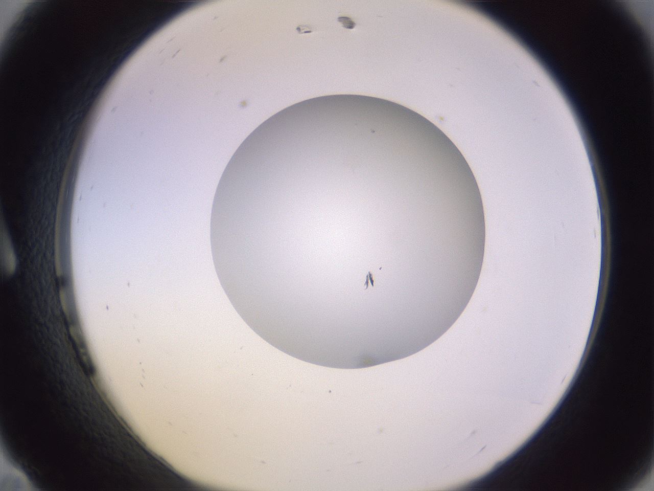 folderID419_plateID1419_batchID5194_wellNum11_profileID1_d1_r87004_ef.jpg