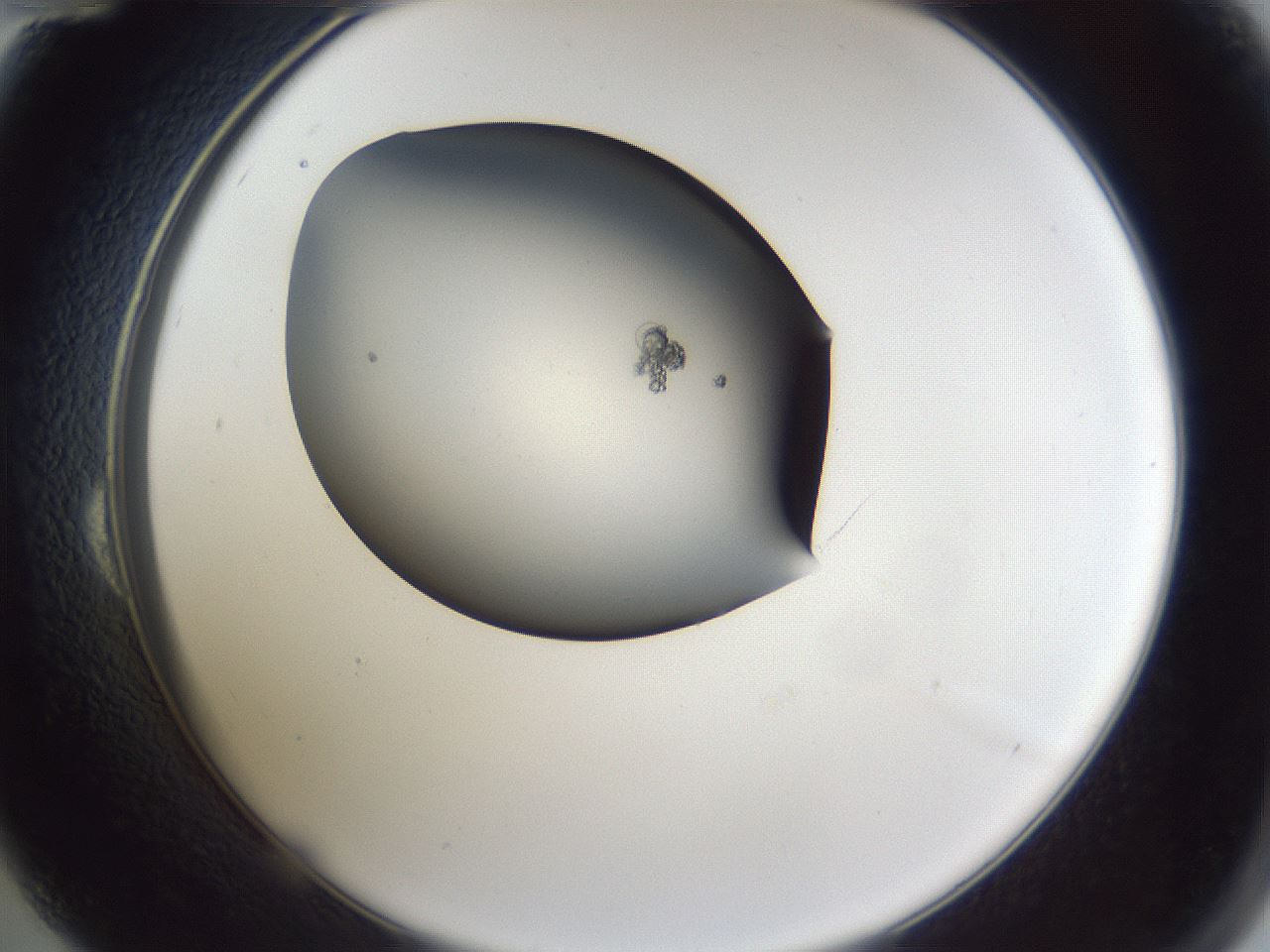 folderID41_plateID1041_batchID2098_wellNum24_profileID1_d2_r45431_ef.jpg