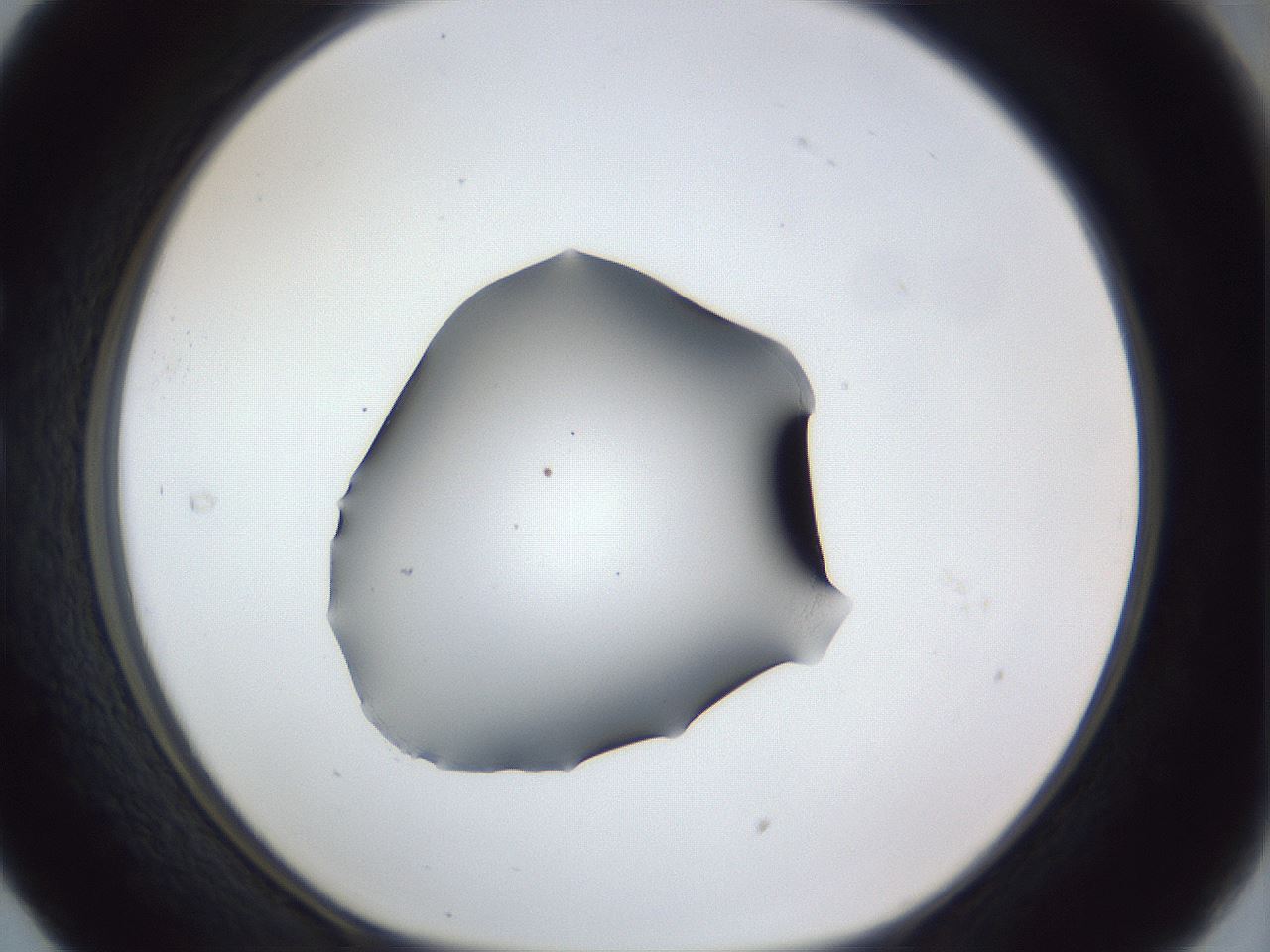 folderID41_plateID1041_batchID2098_wellNum29_profileID1_d1_r45440_ef.jpg