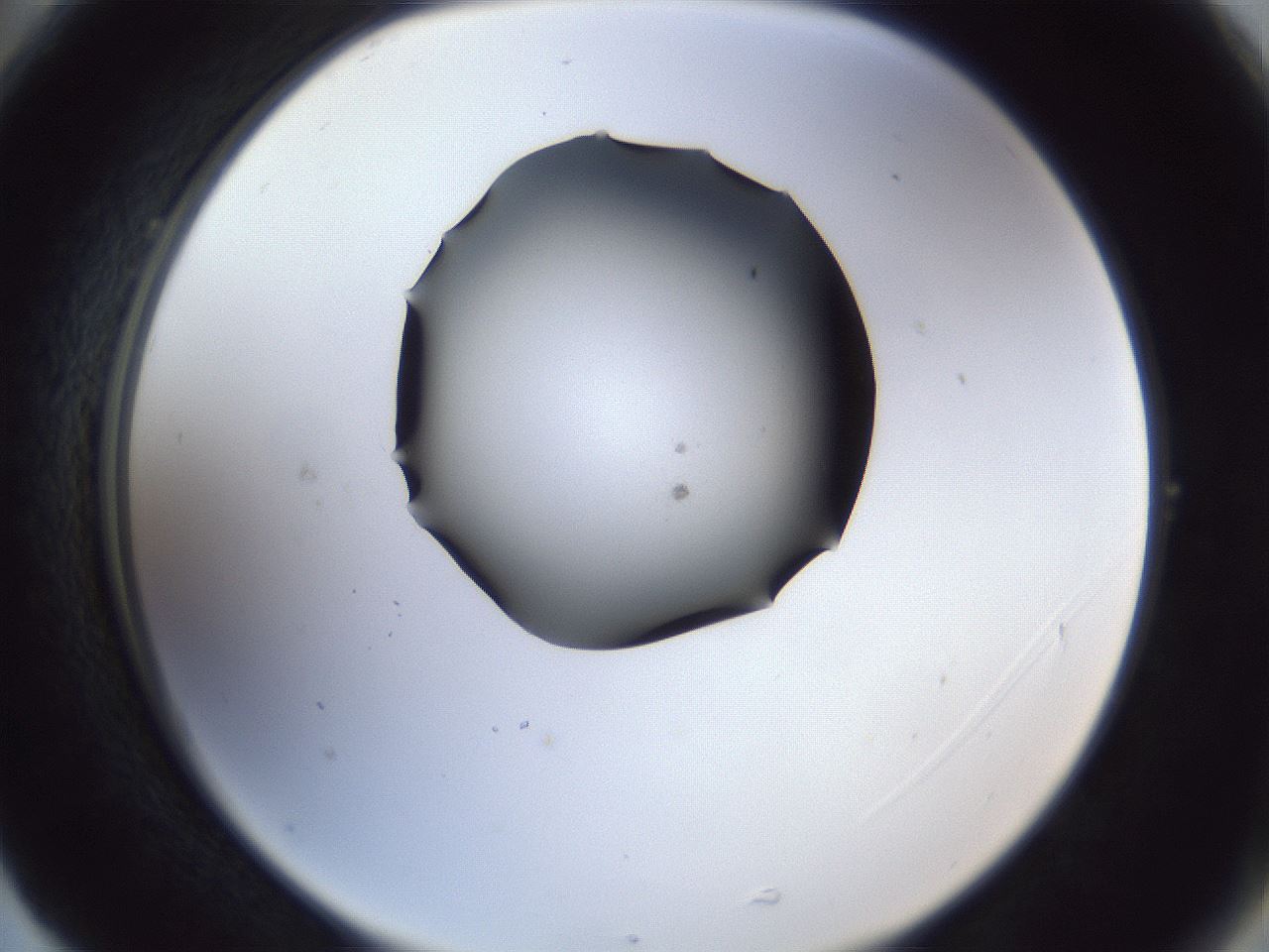 folderID41_plateID1041_batchID2098_wellNum77_profileID1_d2_r45537_ef.jpg