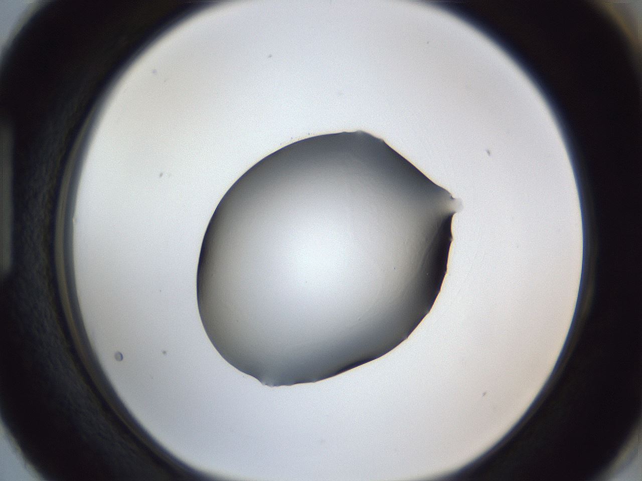 folderID41_plateID1041_batchID2098_wellNum87_profileID1_d1_r45556_ef.jpg