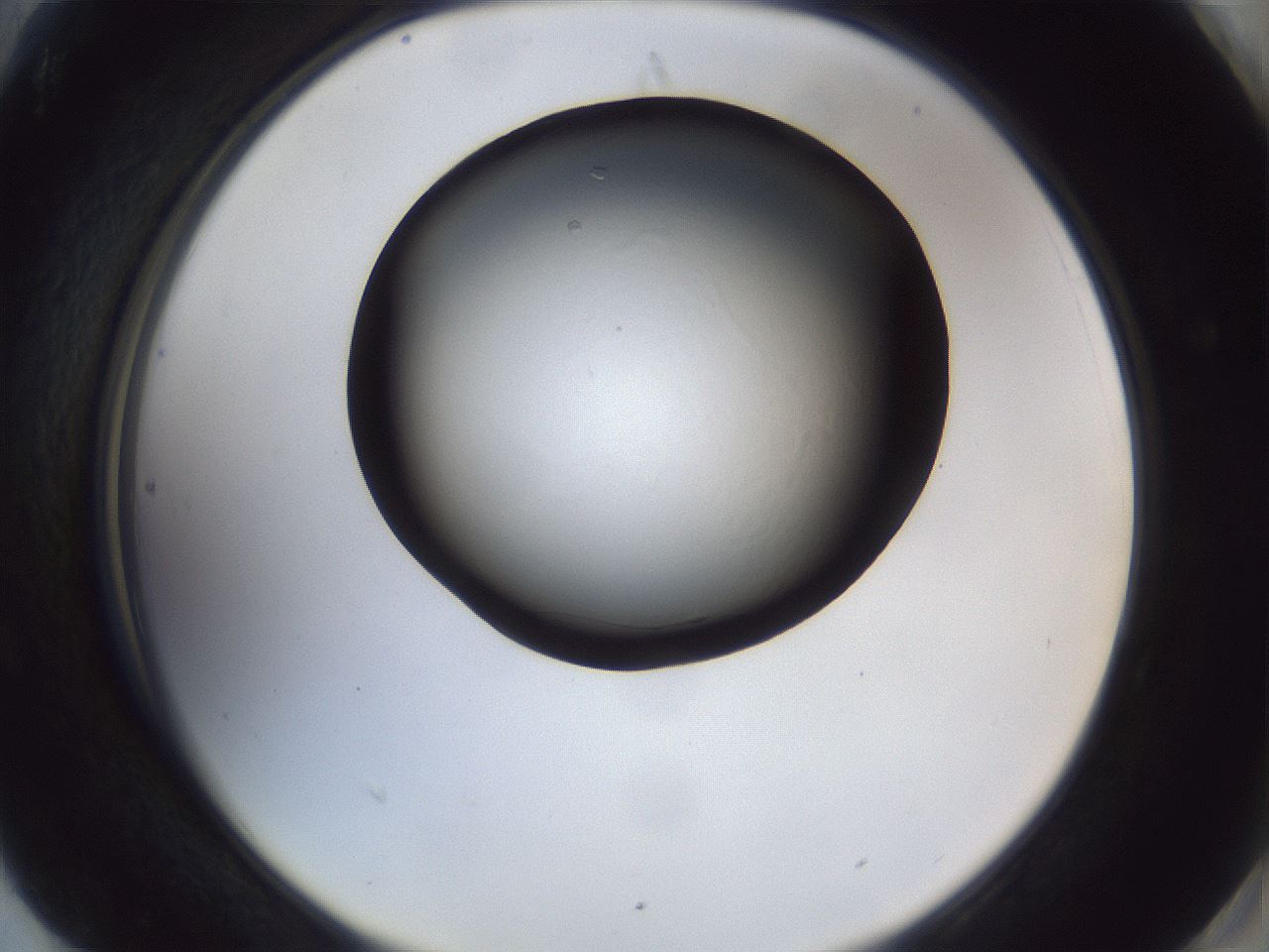 folderID41_plateID1041_batchID2098_wellNum90_profileID1_d2_r45563_ef.jpg