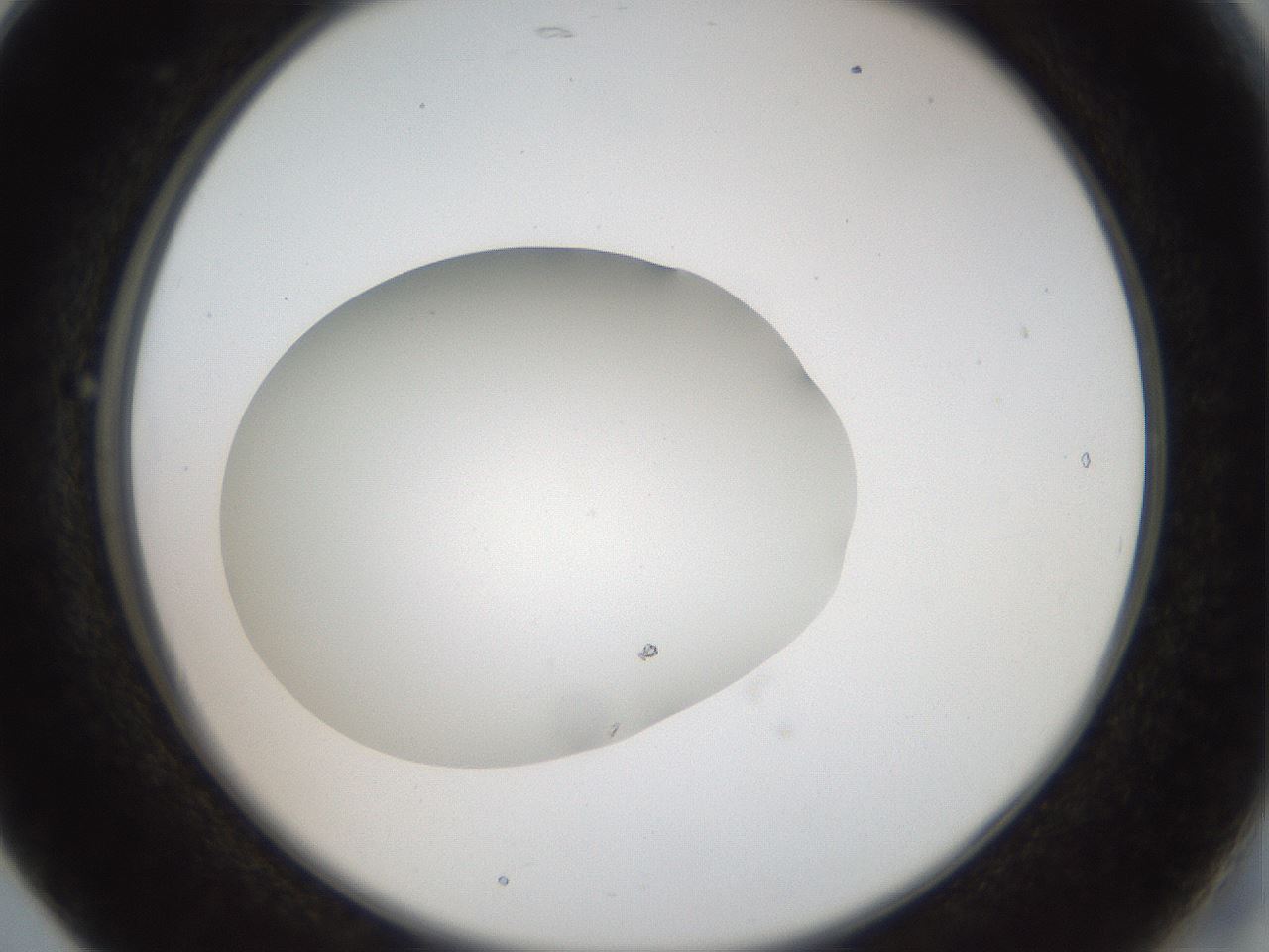 folderID41_plateID2041_batchID9006_wellNum17_profileID1_d2_r137304_ef.jpg
