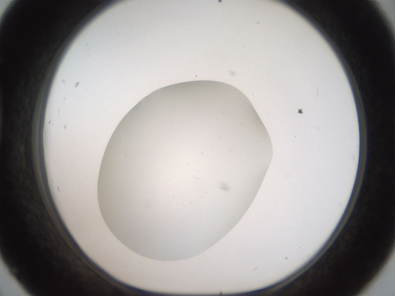 folderID41_plateID2041_batchID9006_wellNum45_profileID1_d1_r137359_ef.jpg