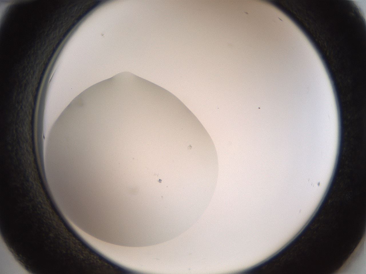 folderID41_plateID2041_batchID9006_wellNum36_profileID1_d2_r137342_ef.jpg