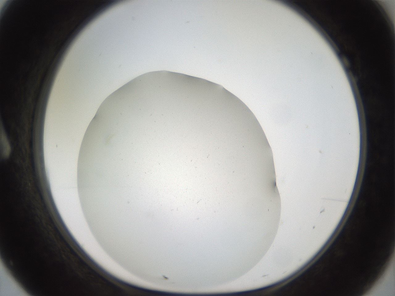 folderID41_plateID2041_batchID9006_wellNum7_profileID1_d1_r137283_ef.jpg