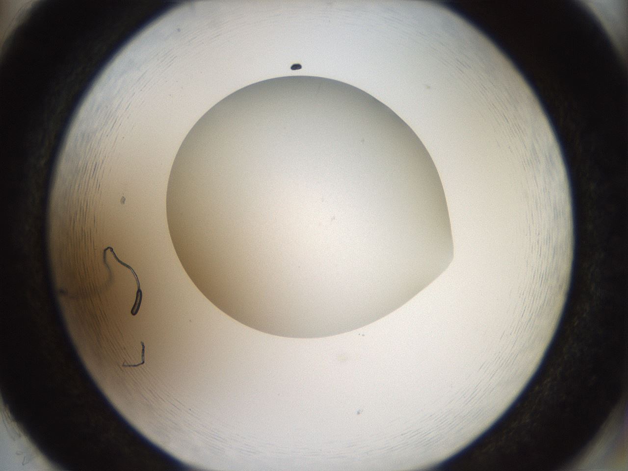 folderID41_plateID2041_batchID9006_wellNum86_profileID1_d2_r137442_ef.jpg
