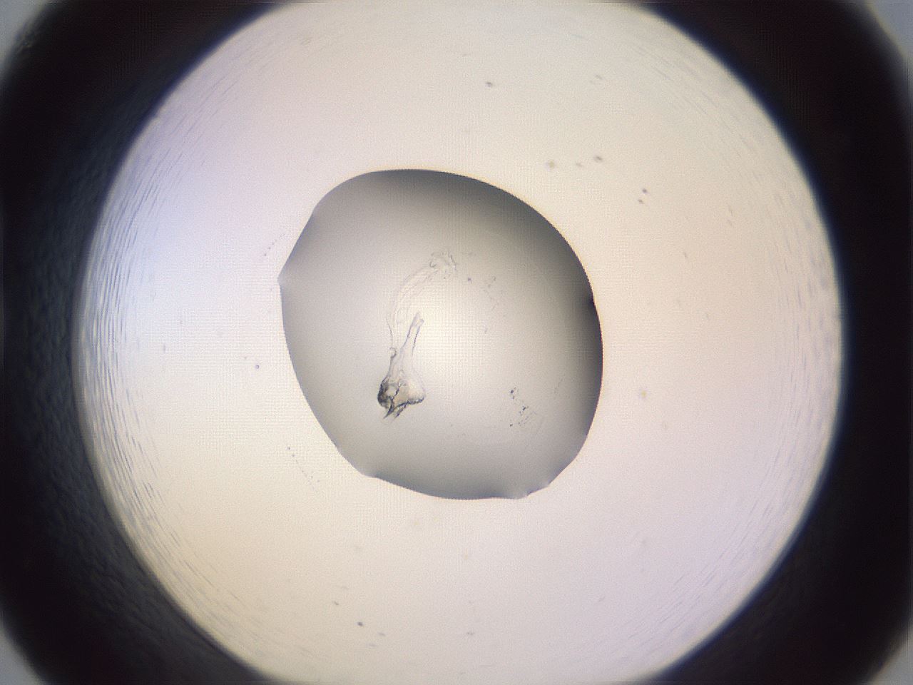 folderID421_plateID1421_batchID5196_wellNum20_profileID1_d1_r87301_ef.jpg