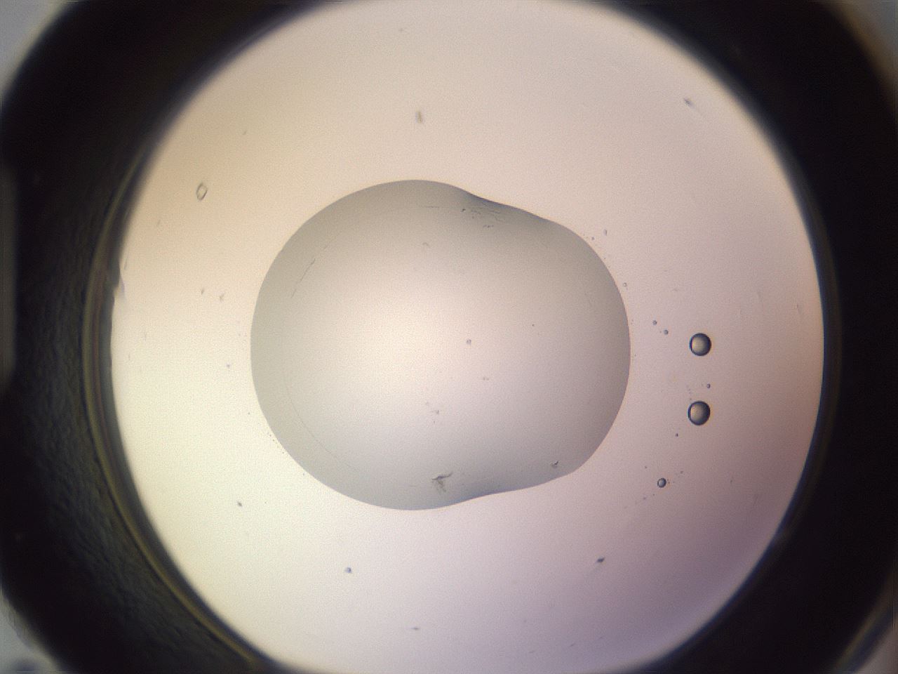 folderID421_plateID1421_batchID5196_wellNum95_profileID1_d1_r87376_ef.jpg