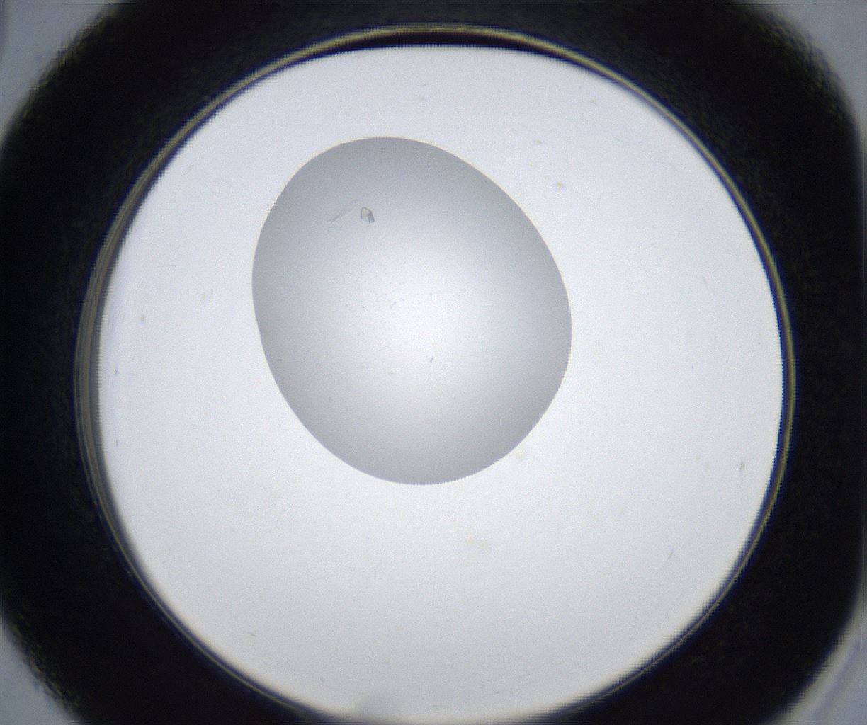 folderID421_plateID2421_batchID11662_wellNum39_profileID1_d2_r179725_ef.jpg