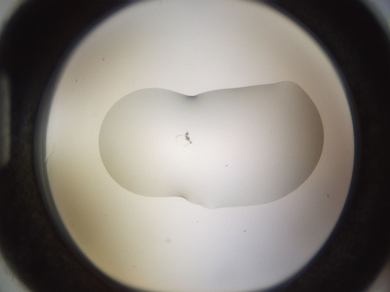 folderID422_plateID1422_batchID5193_wellNum90_profileID1_d1_r87467_ef.jpg