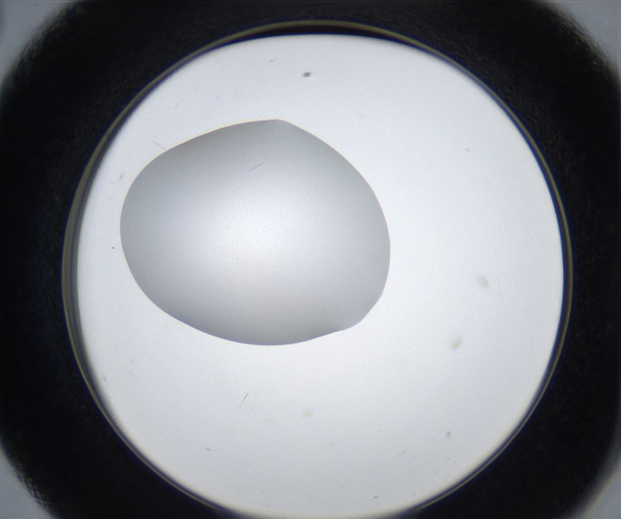 folderID422_plateID2422_batchID11663_wellNum56_profileID1_d2_r179951_ef.jpg