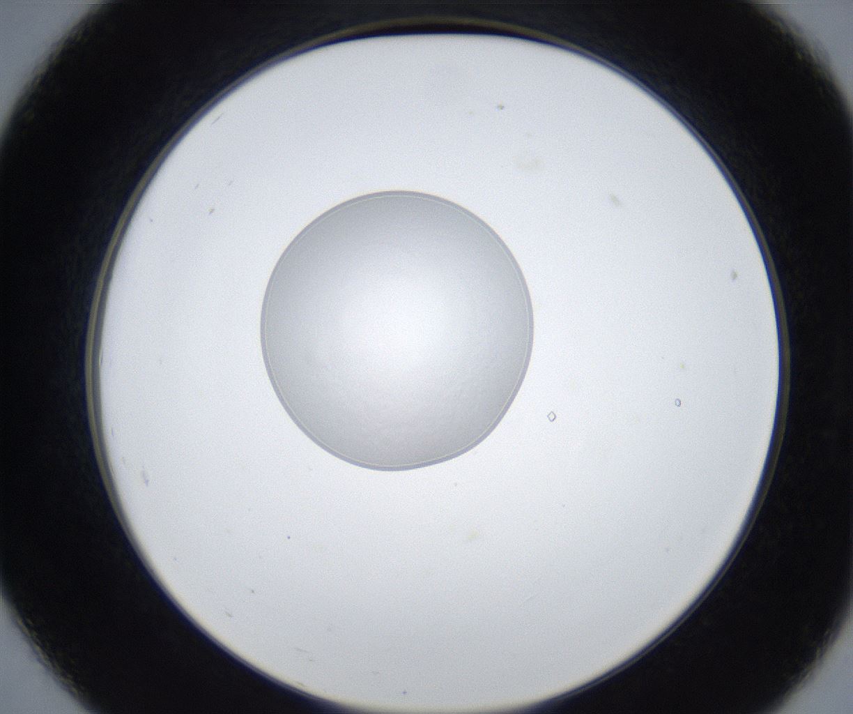 folderID423_plateID2423_batchID11664_wellNum19_profileID1_d2_r180069_ef.jpg