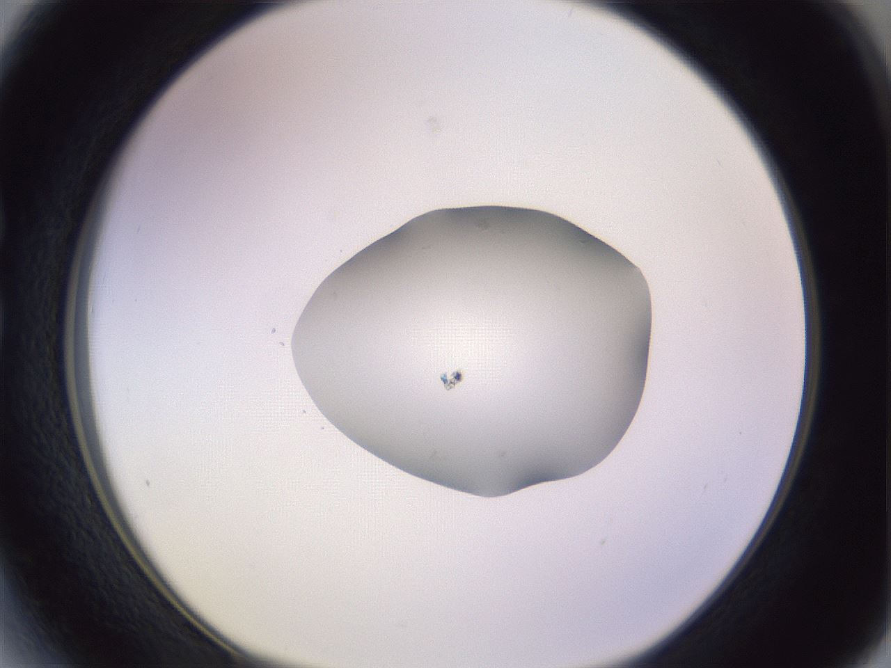 folderID425_plateID1425_batchID5199_wellNum27_profileID1_d1_r87692_ef.jpg