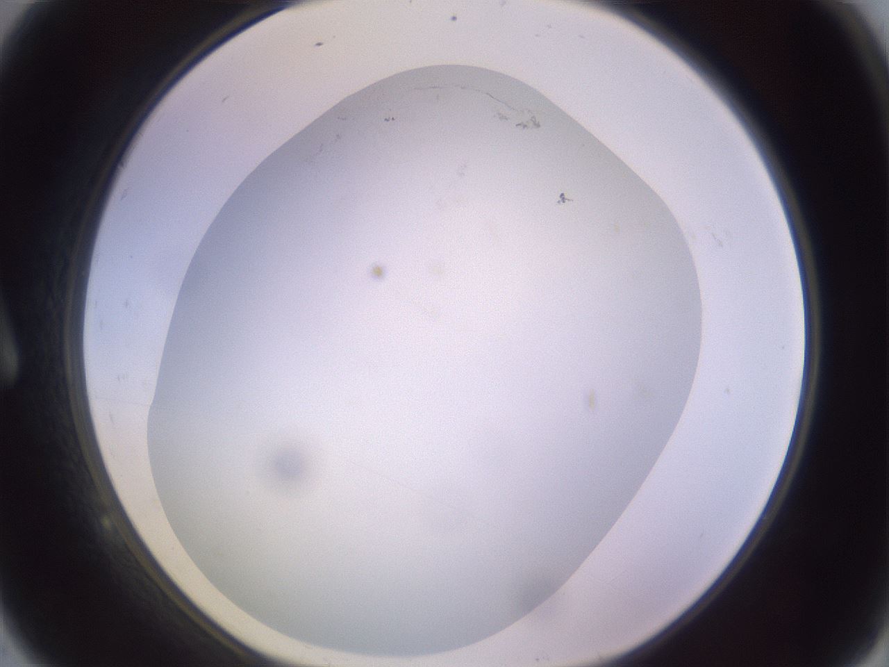 folderID425_plateID1425_batchID5199_wellNum9_profileID1_d1_r87674_ef.jpg