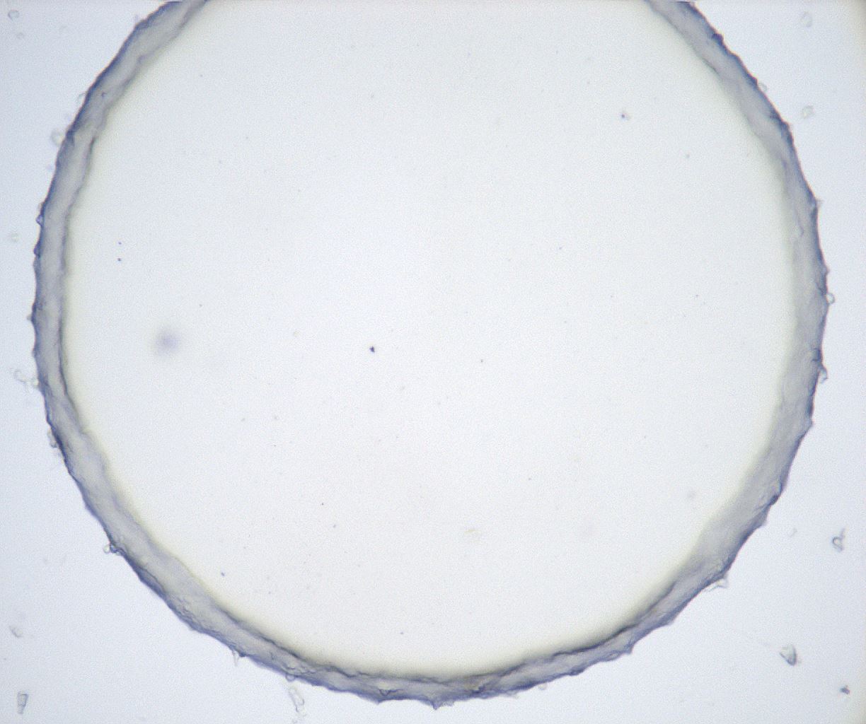 folderID426_plateID2426_batchID11721_wellNum13_profileID1_d1_r183416_ef.jpg