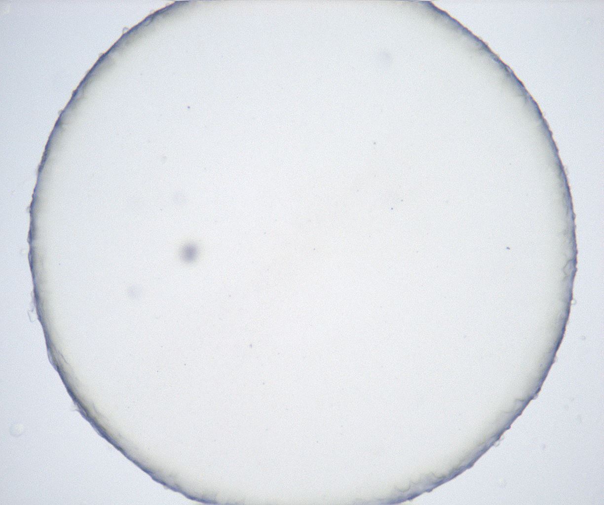 folderID426_plateID2426_batchID11721_wellNum52_profileID1_d1_r183494_ef.jpg